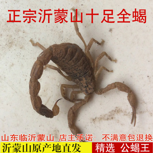 十足全蝎宠物活体中药材