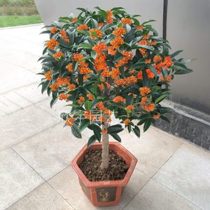 流苏嫁接桂花树苗盆栽浓香型庭院地栽金桂丹桂银桂四季桂矮桩盆景