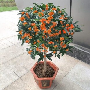 流苏嫁接桂花树苗盆栽浓香型庭院地栽金桂丹桂银桂四季桂矮桩盆景