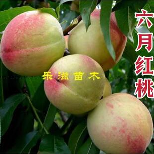 六月红桃苗贵妃红桃苗水蜜桃苗纯甜硬脆脱核 湖南果苗基地直销