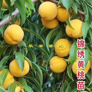 锦绣黄桃苗炎陵黄桃苗高糖脆甜红心自然黄湖南果苗基地直销