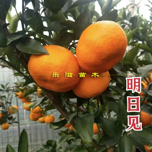 明日见柑橘苗阿斯蜜兴津58号皮薄肉嫩好吃晚熟品种湖南基地直销苗