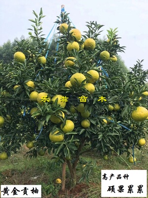 黄金贡柚大苗春香桔柚象山青苗脆甜清香肉嫩化渣湖南果苗直销