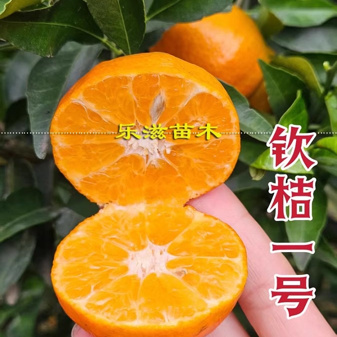 钦橘一号柑橘苗湖南果苗早熟