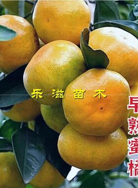 早熟蜜桔苗宫川10月熟温州蜜橘苗薄皮无籽高产易管理湖南果树苗