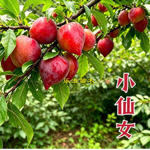 小仙女李子樱桃李新品种