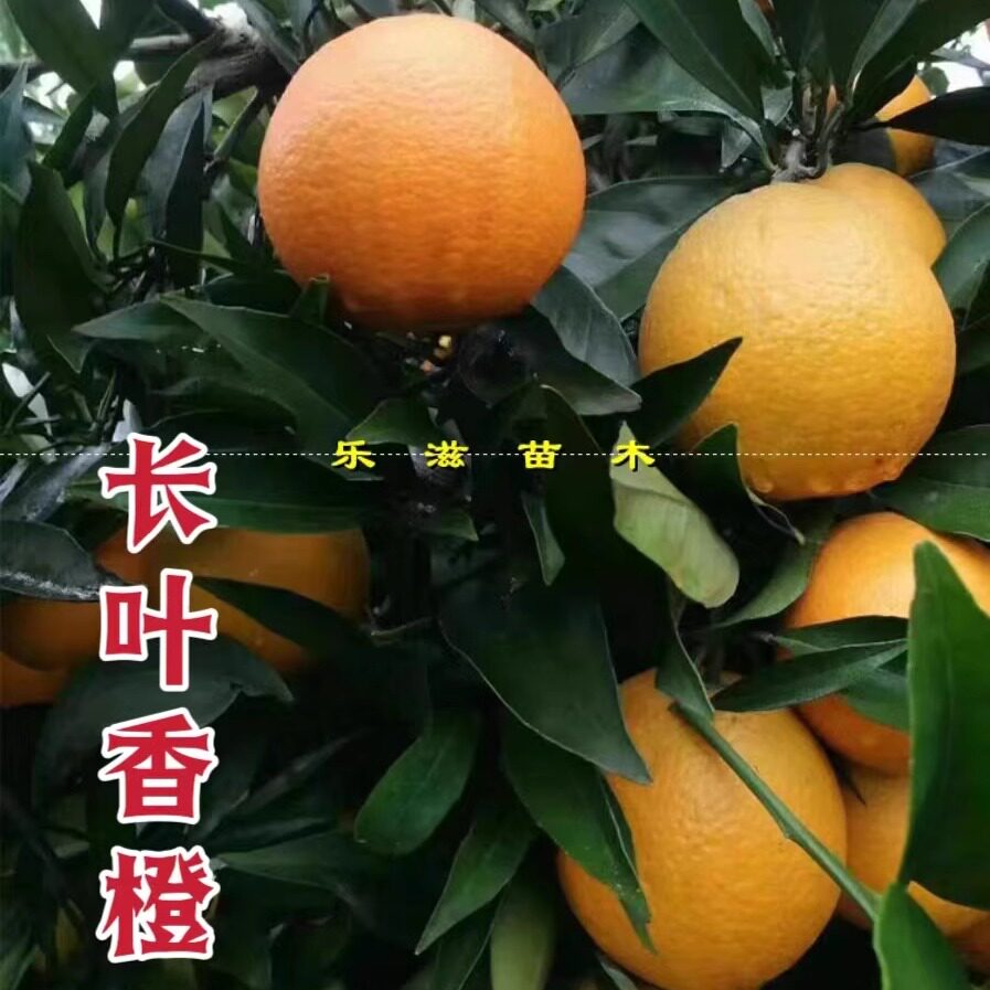 长叶香橙桔树苗新品种