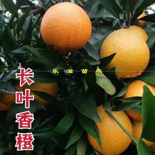 长叶香橙桔树苗新品种橘子嫁接苗无核橙子湖南果苗基地直销