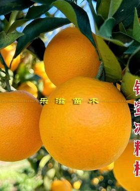 锦蜜冰糖橙苗麻阳冰糖橙大果纯甜无核青果化渣湖南果苗基地直销