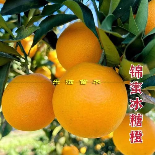锦蜜冰糖橙苗麻阳冰糖橙大果纯甜无核青果化渣湖南果苗基地直销