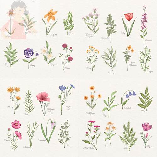 858手绘小清新水彩花朵植物水仙角堇雏菊铃兰包装设计ai矢量素材