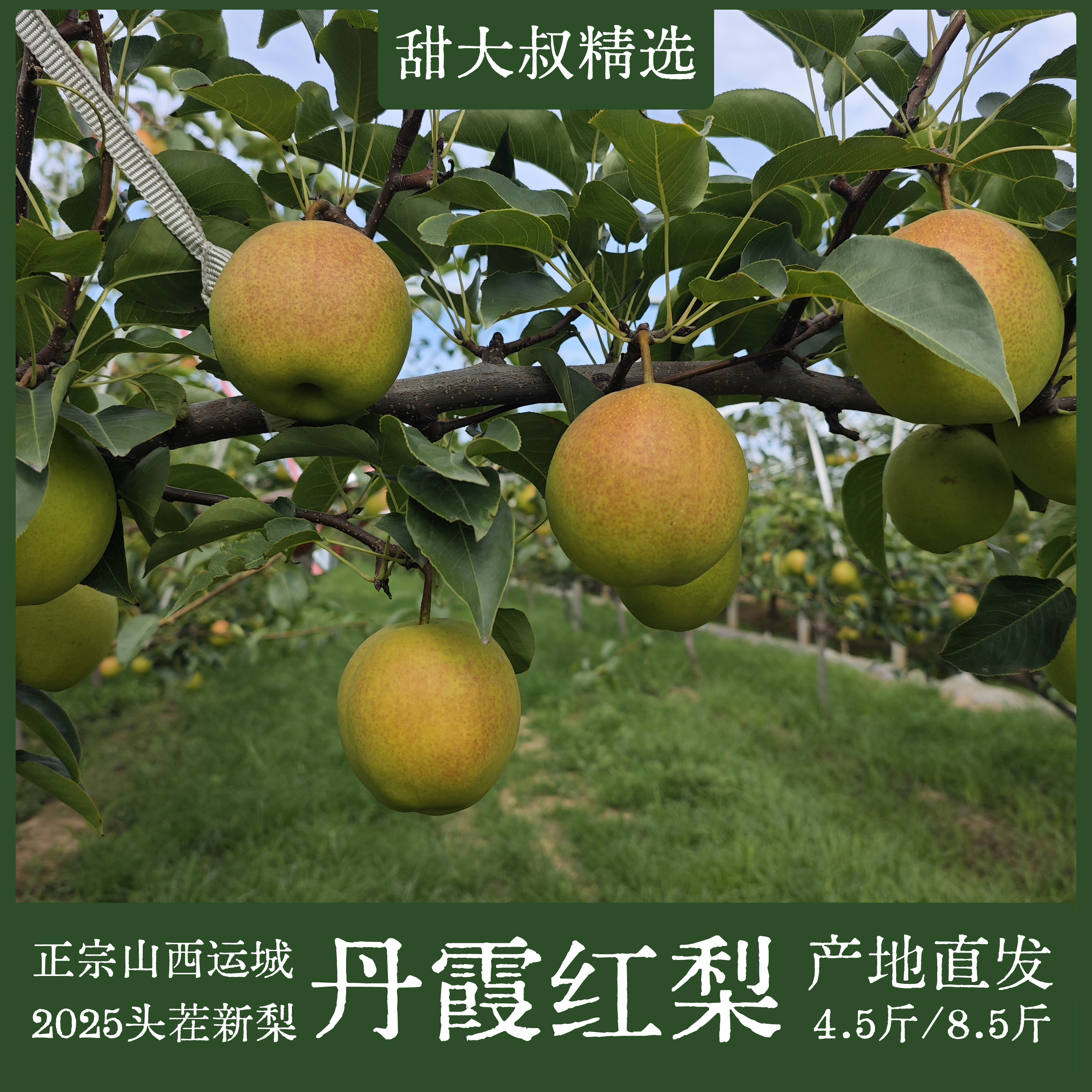 当季鲜果山西运城丹霞红梨黄金梨雪梨蜜梨4.5斤新鲜水果包邮