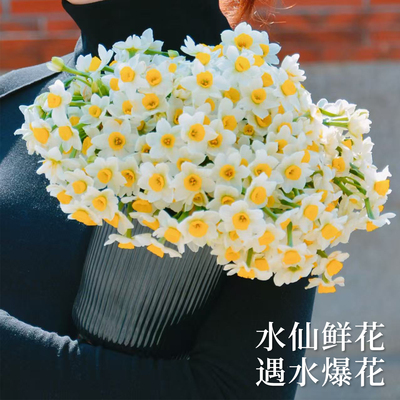 漳州水仙花鲜花送花瓶遇水爆花香