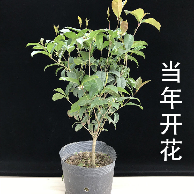 桂花盆栽树苗大苗室外阳台庭院室内花卉盆景绿植四季开花卉浓香型