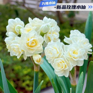 【珍稀新品-限量】漳州水仙花种球重复瓣单瓣新品种水培土培花卉