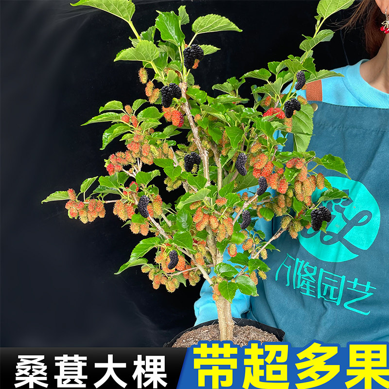 桑葚树苗桑果树苗果桑苗地栽室内室外南北方四季种植当年结果盆栽