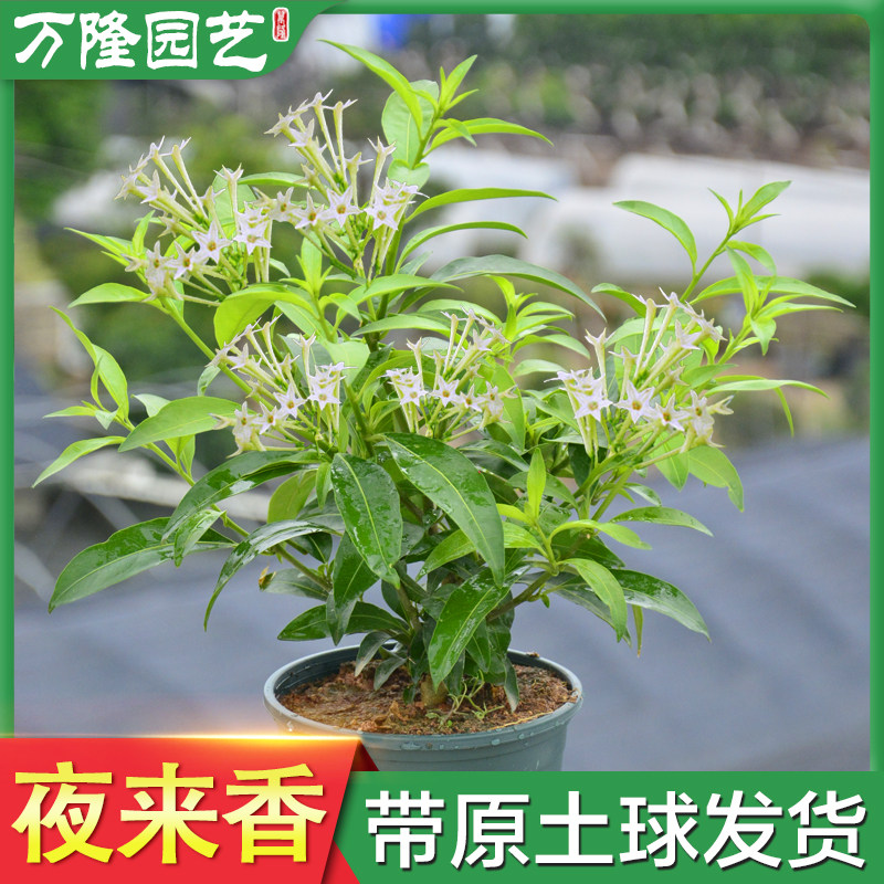 夜来香盆栽四季开花室外香草植物驱蚊浓香花树苗阳台花卉室内植物