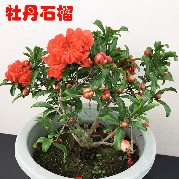 牡丹石榴花苗大苗庭院四季盆栽重瓣花石榴树苗 新品种观赏价值高
