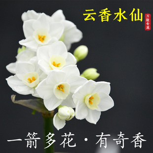 【云香水仙-少量新品】漳州水仙花种球稀少新品种花多有奇香种子