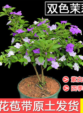 双色阳台茉莉四季品种芳香花卉