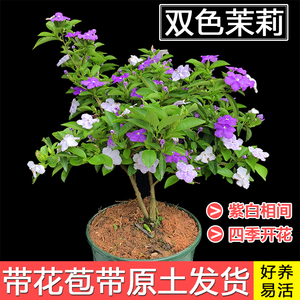 双色阳台茉莉四季品种芳香花卉