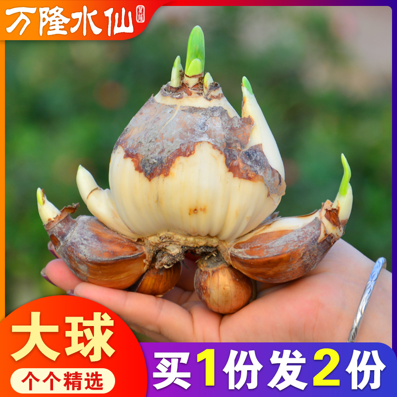 【大种球】正宗漳州水仙花种球单瓣重瓣办公室水养盆栽水培花种子