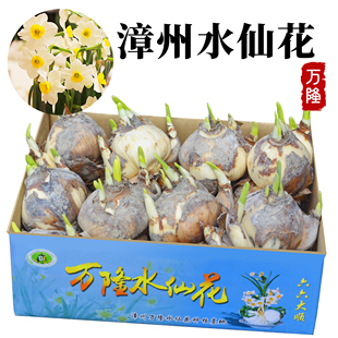 【整箱】漳州水仙花种球单瓣桌面开花水培花卉大种子易活植物盆栽