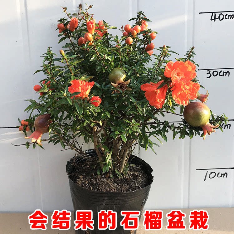 石榴花盆栽观赏果树苗室内盆景带多花苞植物室外庭院阳台绿植花卉
