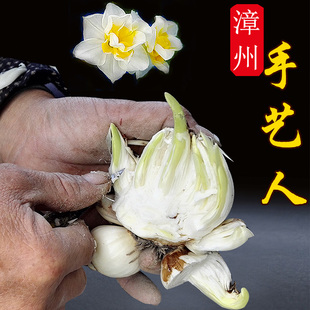 【雕刻水仙特价】漳州水仙花种球雕刻好重瓣水培桌面冬季水养年宵