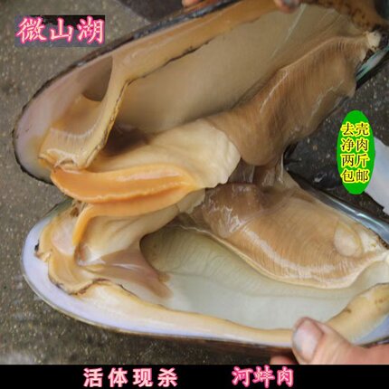 河蚌肉新鲜 2斤 微山湖淡水大河蚌活体蚌生态河蚌肉去壳净肉包邮