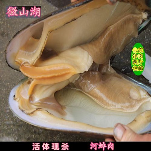 河蚌肉新鲜 2斤 微山湖淡水大河蚌活体蚌生态河蚌肉去壳净肉包邮