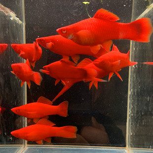 红剑鱼观赏鱼活体胎生小型观赏鱼热带淡水鱼宠物鱼缸耐活好养皮实