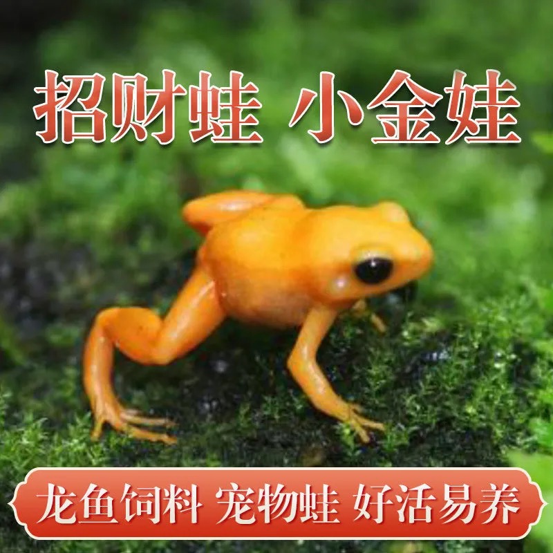 招財蛙小金娃容易飼養(yǎng)金蟾寵物蛤蟆觀賞水生寵物好養(yǎng)觀賞寵物