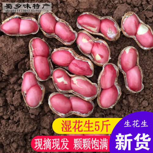 2026新鲜湿花生带壳生花生农家红皮粉皮花生米可水煮花生5斤包邮