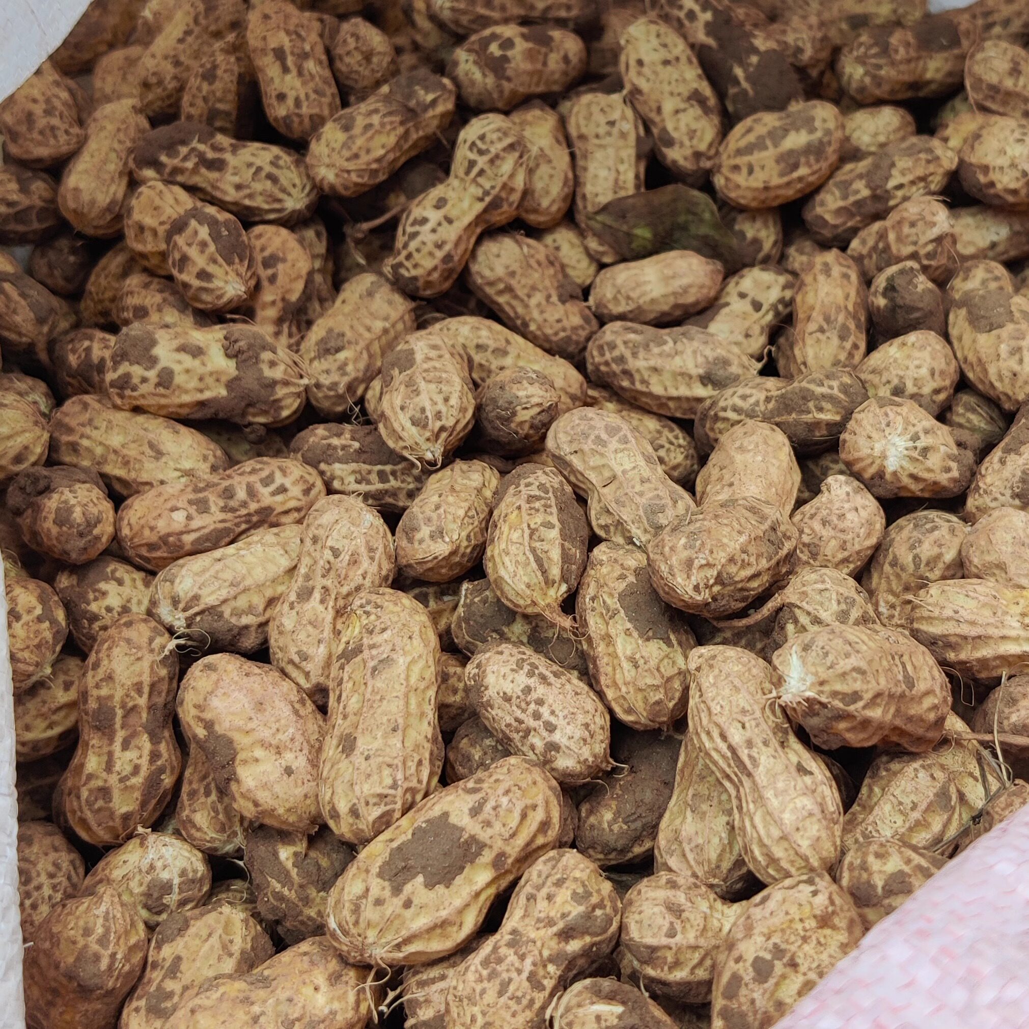 新鲜湿花生现挖泥巴鲜花生