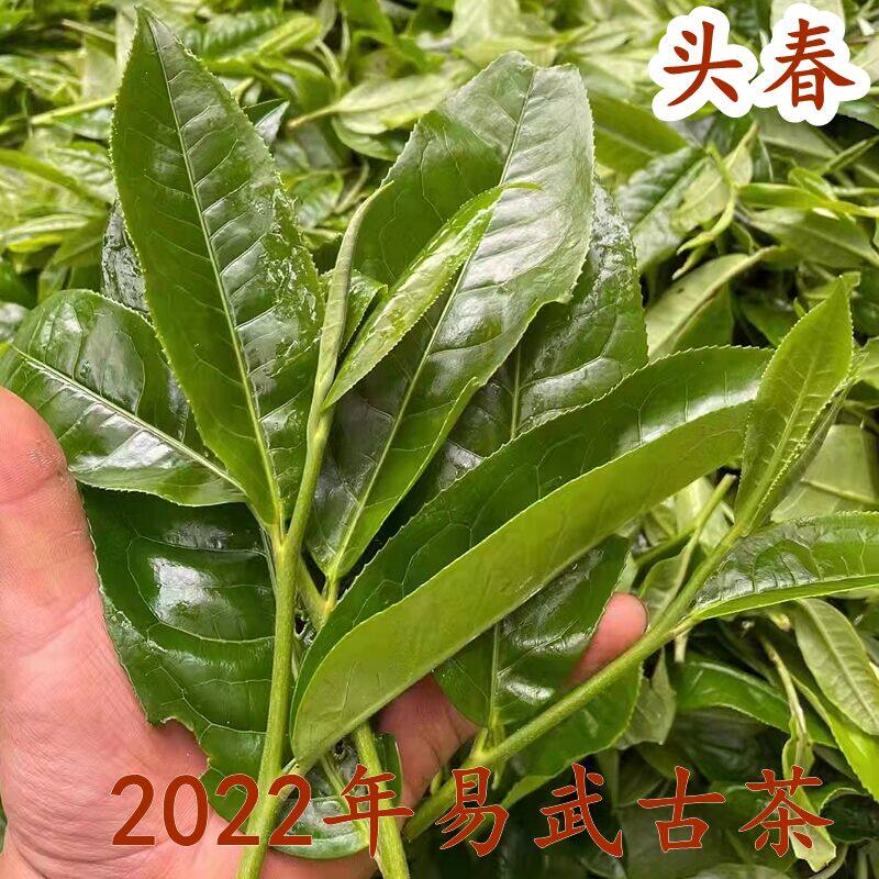 2022年春易武正山古树茶 明前茶头春散茶西双版纳 古六大茶山纯料