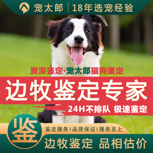 鉴边牧1V1┃不推销活体┃包准