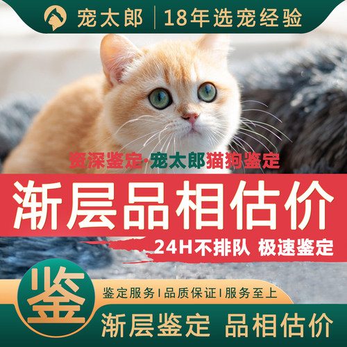 鉴渐层1V1┃不推销活体┃包准