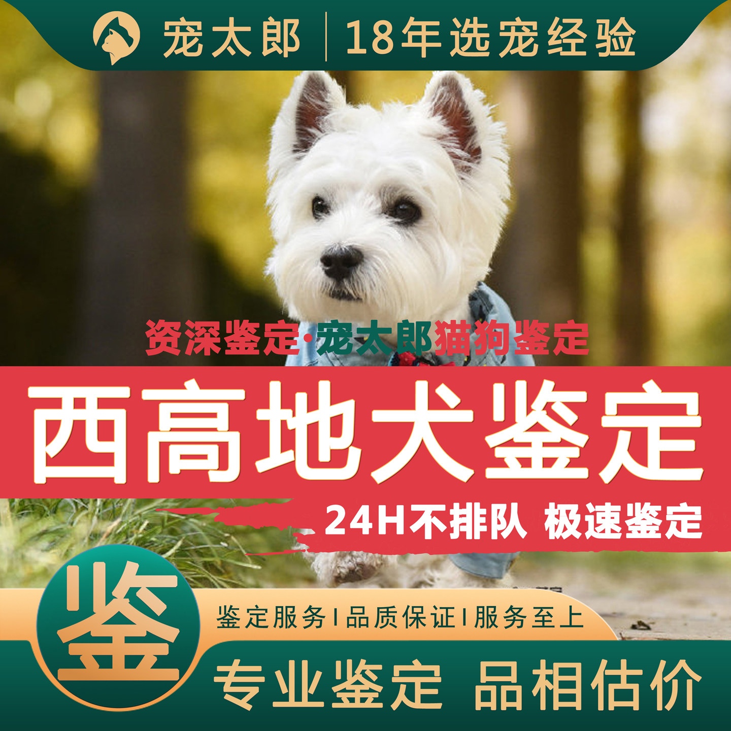 鉴西高地┃不推销活体┃包准