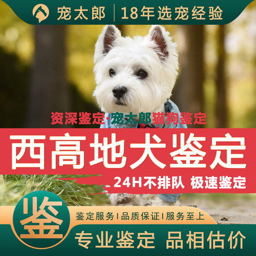 鉴西高地┃不推销活体┃包准