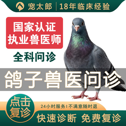 鸽子宠物医生在线问诊24小时异宠兽医鸽子问诊鸽异宠医生鸽子看病