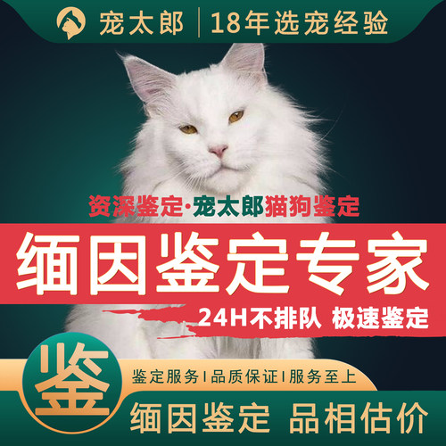 鉴缅因1V1┃不推销活体┃包准
