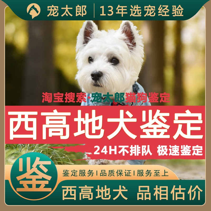 鉴西高地┃不推销活体┃包准
