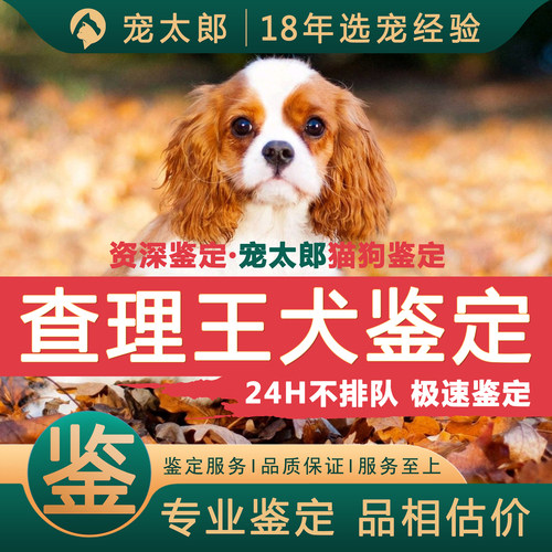 鉴查理王┃不推销活体┃包准