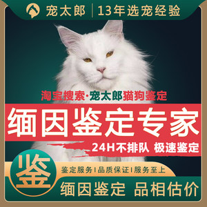 猫咪鉴定品相评估价布偶金银渐层