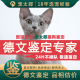 德文鉴定猫品相品种鉴定德文猫估价德文挑选鉴别猫品种德文卷毛猫