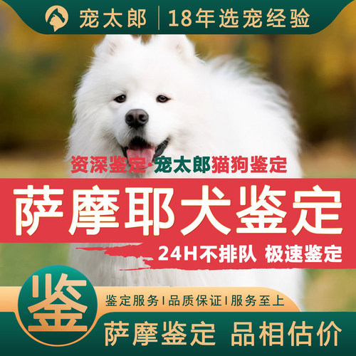 鉴萨摩1V1┃不推销活体┃包准