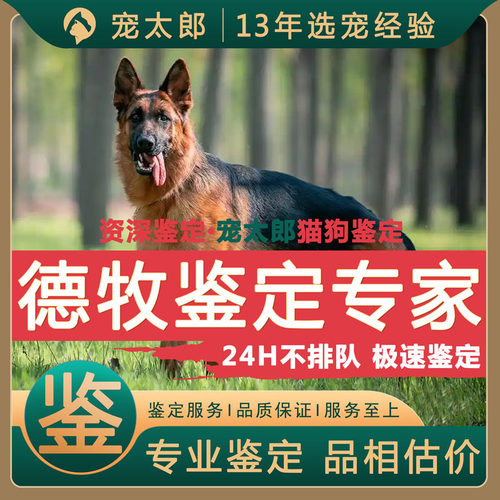 鉴德牧1V1┃不推销活体┃包准