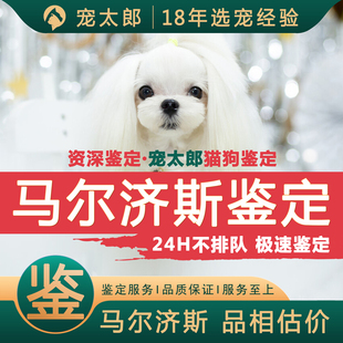 马尔济斯犬鉴定师咨询狗品相品种鉴定估价挑选小体马尔济斯鉴定