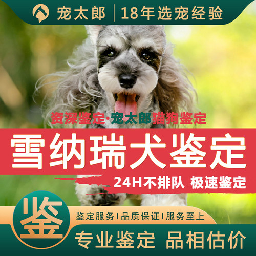 鉴雪纳瑞┃不推销活体┃包准